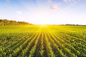 Devlet Destekli Tarım Sigortalarında Sigorta Bedeli Arttı