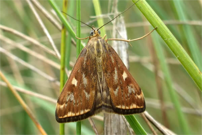 Çayır Tırtılına Dikkat