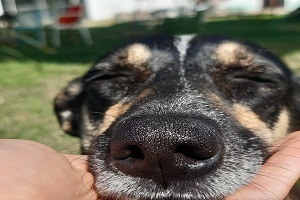 Petshoplar Kasaplar Odasına Bağlandı