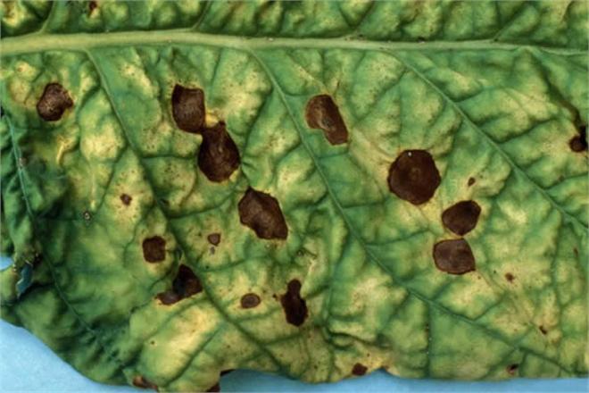 Turunçgilde Kahverengi Lekeye Dikkat