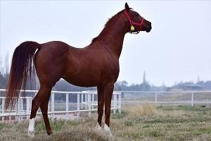 TİGEM Koşu Tayı Satacak