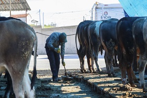 Kurban Pazarında Besicilerin Zorlu Yaşamı