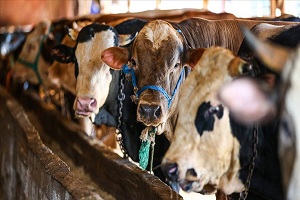 Kurbanlık Hayvan Sevkinde Belge Gerekir Mi