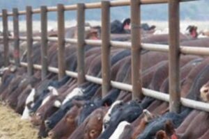 Bakanlık Sığır İthalat Başvurusunu Duyurdu