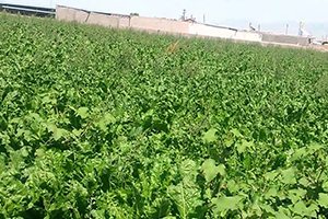 468 MİLYON TL LİK PANCAR SULAMA AVANSI ÖDEMELERİ BUGÜN YAPILACAK