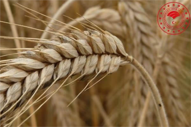 DESTEKLER BUGÜN HESAPLARA YATACAK