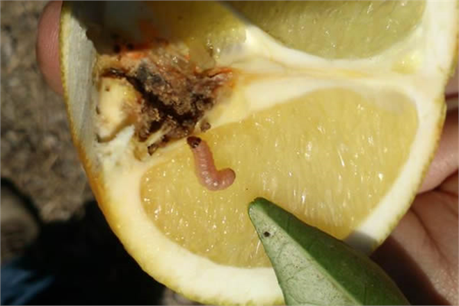 TURUNÇGİLLERDE HARNUP GÜVESİNE DİKKAT