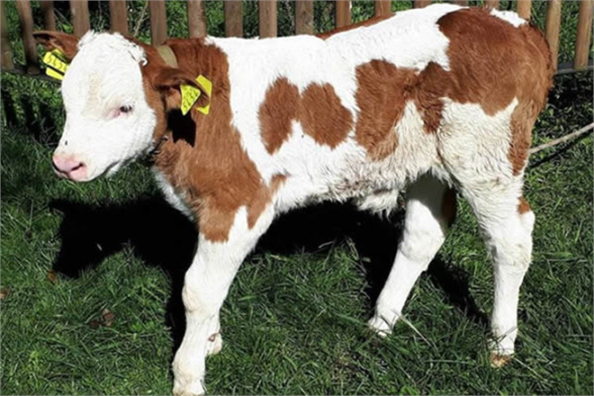 Buzağı Destekleri 500 Liraya Yükseldi