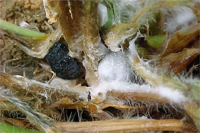 SEBZELERDE BEYAZ ÇÜRÜKLÜKLERE DİKKAT