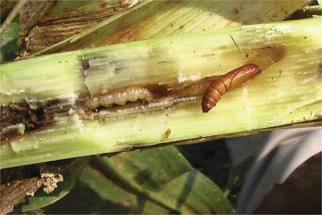 Mısır Koçan Kurdunda Mücadele Zamanı