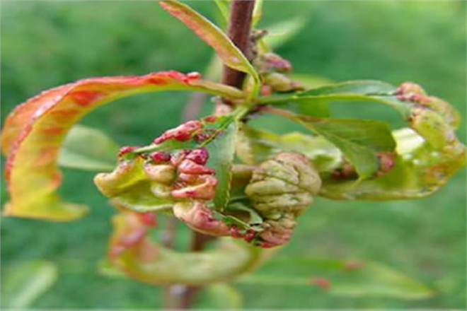 Şeftali Yaprak Kıvırcıklığı Hastalığıyla Mücadele