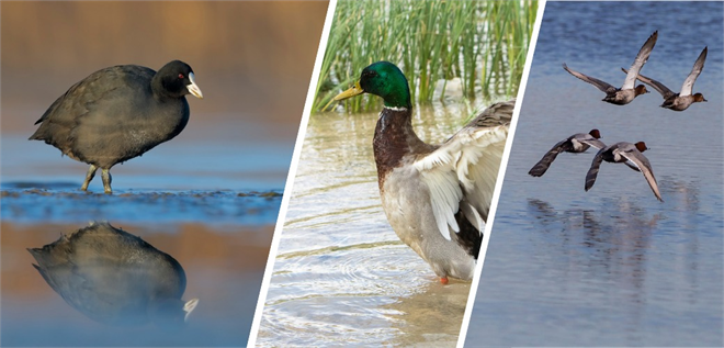 KIŞ ORTASI SU KUŞU SAYIMLARI 15 OCAK TA BAŞLIYOR