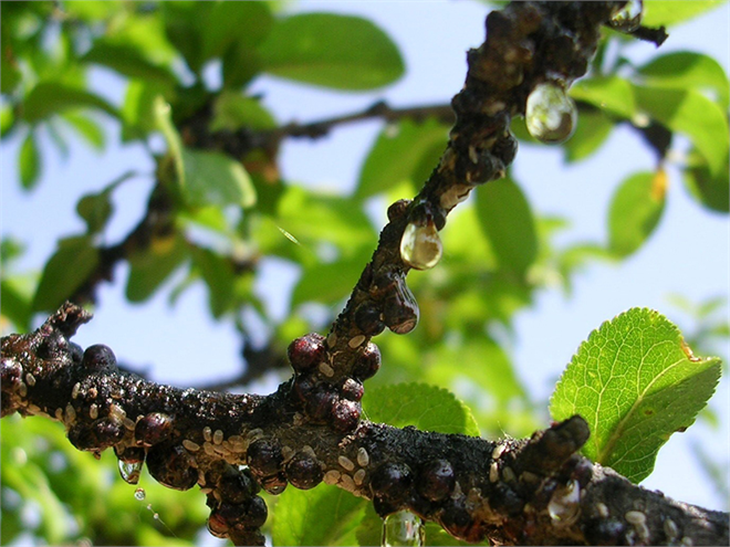 Kabuklu Bit ile Mücadele