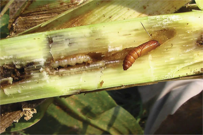 Ekin Güvesi İle Mücadele