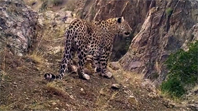 TARIM VE ORMAN BAKANI KİRİŞCİ DEN ANADOLU LEOPARI PAYLAŞIMI