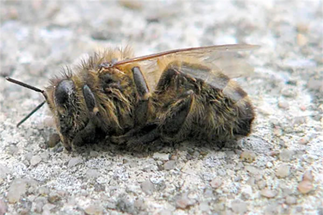 Varroa Hastalığı İle Mücadele