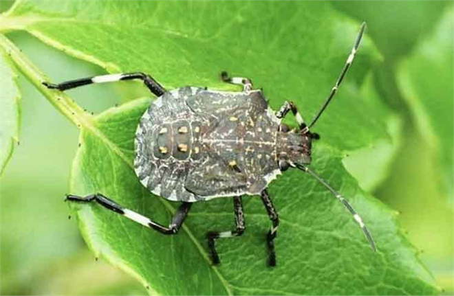 Kahverengi Kokarca Türkiye`nin Fındık Üretimini Tehdit Ediyor!