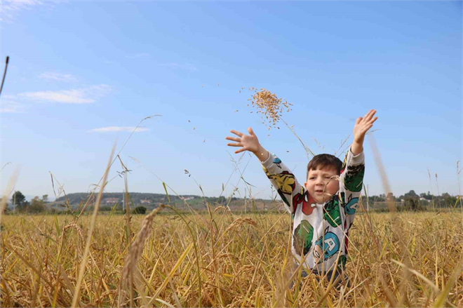 Samsun Çeltik Hasadı Fiyatlar Açıklanmıyor Üreticiler Endişeli