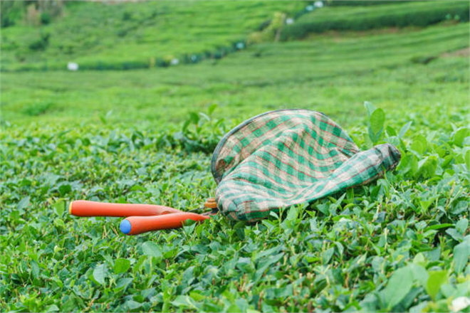 Çay Üreticilerine 1 milyar 763 milyon TL Destek!