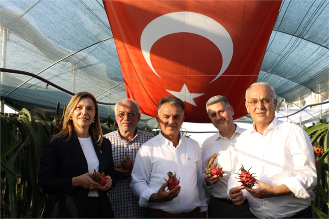 Adana da Ejder Meyvesi Üretimi Rusya ve Ukrayna da Talep Patlaması Yaratıyor