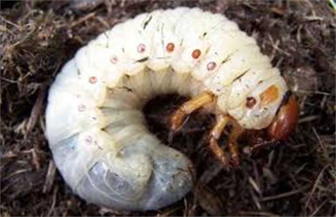 Manas Zararlısı ile Mücadele