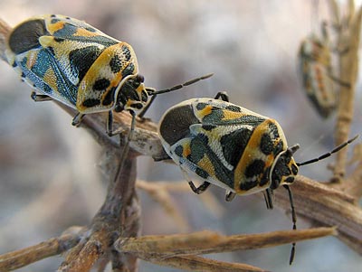 Lahana Kokulu Böceği ile Mücadele