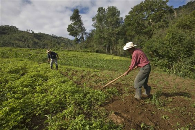 Tarımda Felaket Alarmı: FAO`nun Çağrısı