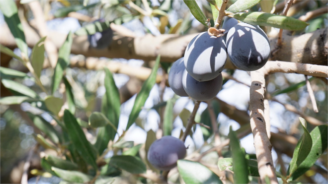Organik Zeytin Üreticisi Doktor İzmir de Tarım Alanında Yeni Bir Sayfa Açıyor
