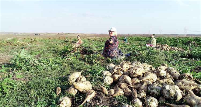 Kayseri Şeker Çiftçilere 193 Milyon TL Söküm Avansıyla Destek Sağlıyor