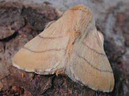 Yüzük Kelebeği ile Mücadele