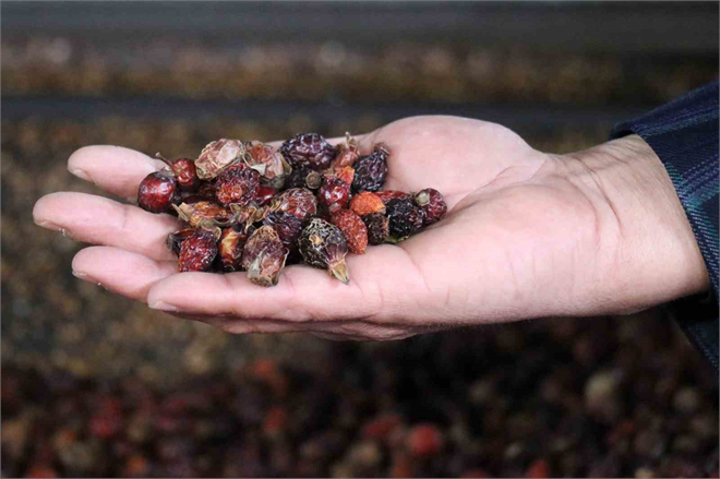 Gümüşhane den Özel Bir Lezzet Coğrafi İşaretli Kuşburnu Nektarı