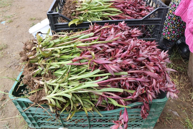 Samsun Türkiye nin Salep Üretiminde Tahtını Kurdu Rekor Üretimle Zirvede