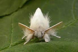 Altın Kelebek ile Mücadele