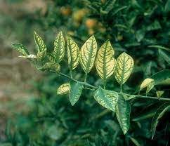 Dal Yanıklığı Hastalığı ile Mücadele