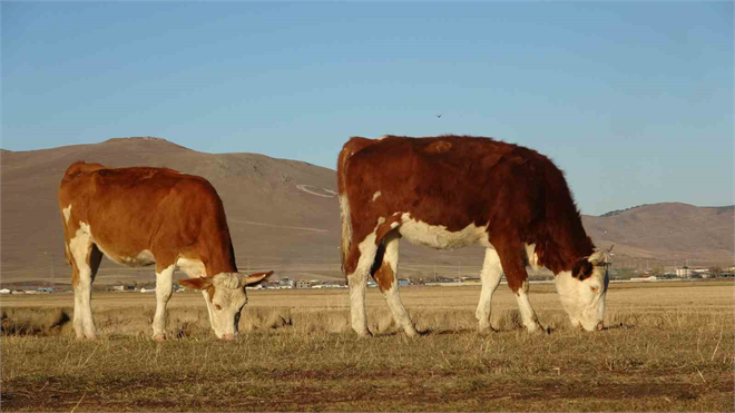 Kasım Ayında Kar Beklenirken Ardahan Bahar Esintisiyle Şaşırtıyor
