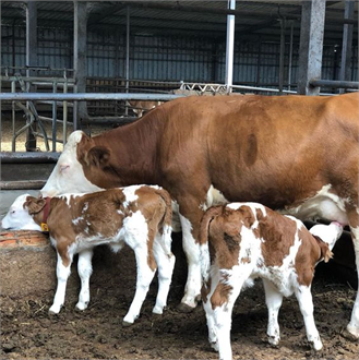 Düve Alım Desteği Başvuruları Başladı!
