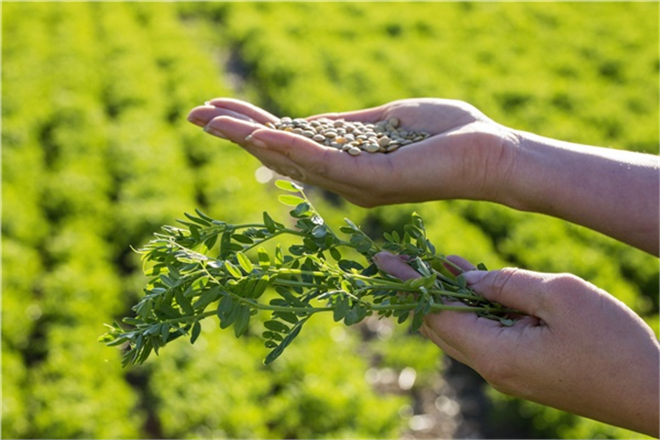 Mercimek Mildiyösü ile Mücadele