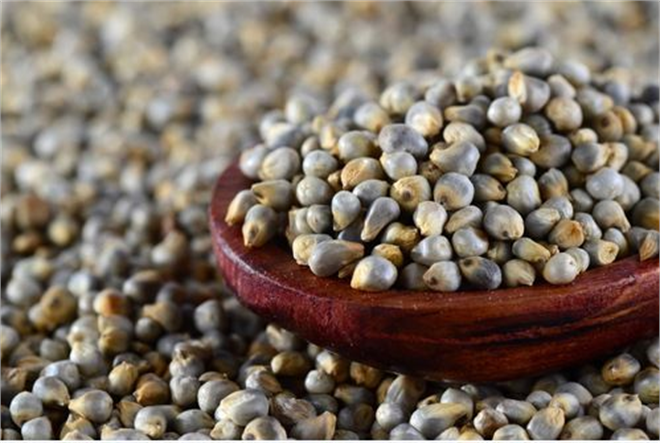 RUDN Tarım Uzmanları Darı Genetik Çeşitliliğinin İzini Sürdü