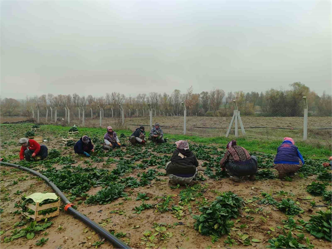 Bilecik teki Kadın İşçiler Soğuk Hava Şartlarına Rağmen Güçlü Elleriyle 50 Ton Ispanak Hasadı Yapıyor