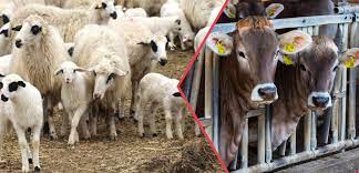 DEPREM BÖLGESİNDE BÜYÜKBAŞ HAYVANLAR İÇİN 500 LİRA KÜÇÜKBAŞ İÇİN 50 LİRA YEM DESTEĞİ VERİLECEK