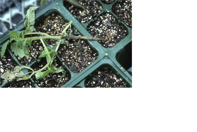 ÇÖKERTEN HASTALIĞIYLA MÜCADELE