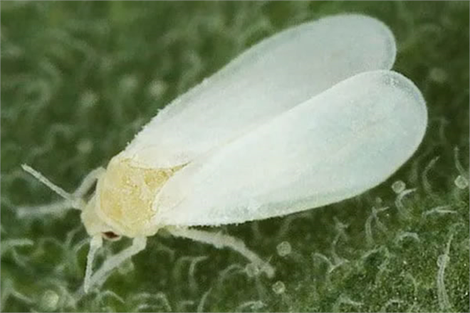 Sebzelerde Beyaz Sinek Mücadelesi