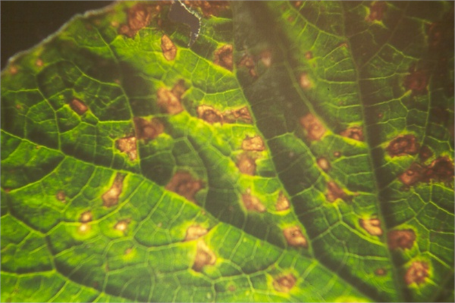 KÖŞELİ YAPRAK LEKESİ İLE MÜCADELE