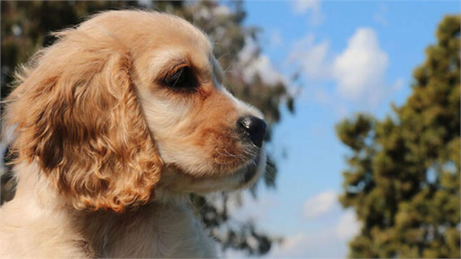 BEYANNAME VERİLMİŞ ANCAK KAYIT İŞLEMLERİ TAMAMLANMAMIŞ DEPREMZEDE EV HAYVANLARI GİTTİKLERİ İLDE KAYIT ALTINA ALINABİLECEK