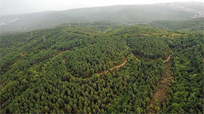 DEPREMLERDE HAYATINI KAYBEDENLERİN ANISINA 81 İLDE HATIRA ORMANI KURULACAK