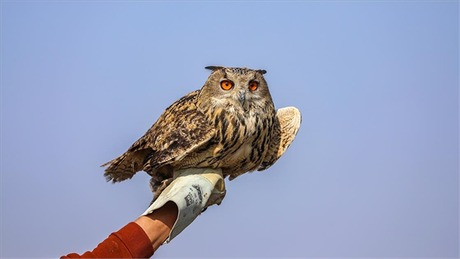 TARIM VE ORMAN BAKANLIĞI GEÇEN YIL 11 BİN 377 YABAN HAYVANINI TEDAVİ EDEREK DOĞAL ORTAMINA BIRAKTI