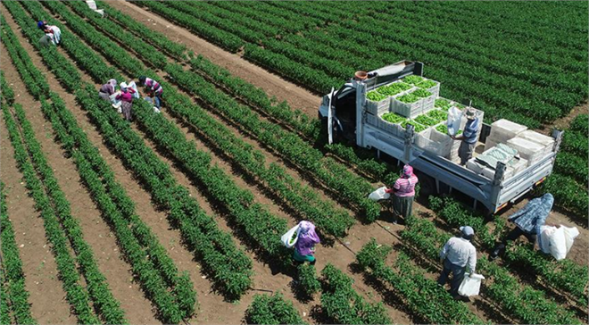 128 6 MİLYON TON BİTKİSEL ÜRETİMLE CUMHURİYET TARİHİ REKORU KIRILDI