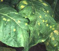 TÜTÜN MAVİ KÜF HASTALIĞINA DİKKAT