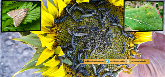 ÇAYIR TIRTILI İLE MÜCADELE