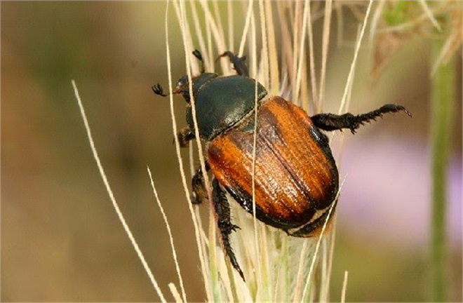 EKİN BAMBULU NA DİKKAT